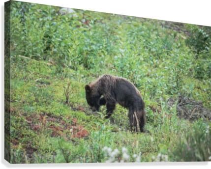 Bear   2 Canvas Print