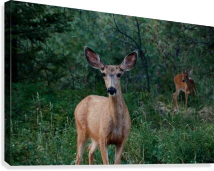 Doe a deer Canvas Print