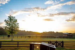 Farm 2