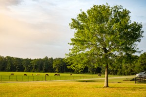 Farm 7