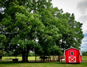 Farm 8
