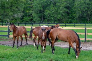 Horses 2