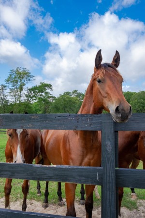 Horse 3