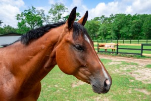 Horse 4