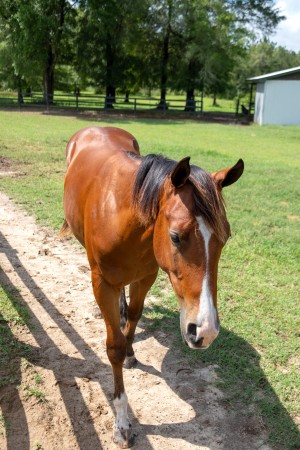 Horse 5