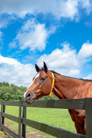 Horse 6
