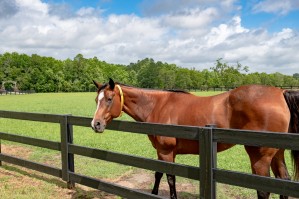 Horse 7