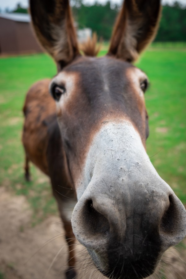 Donkey Print