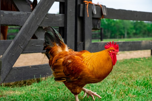 Rooster Print