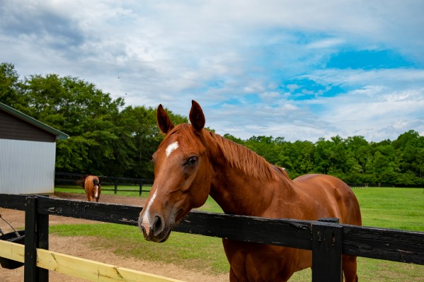 Horse Print