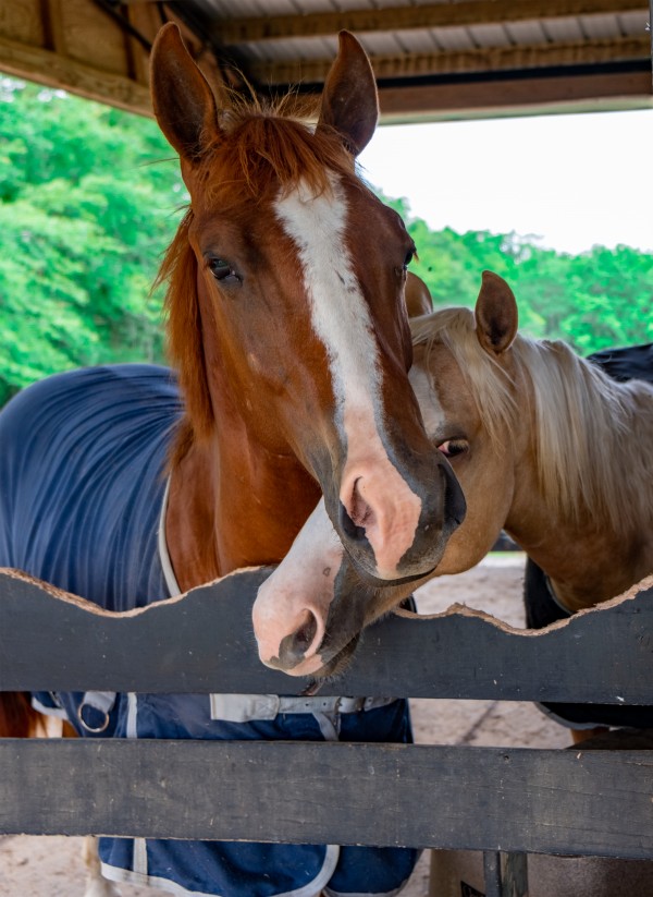 Horses Print