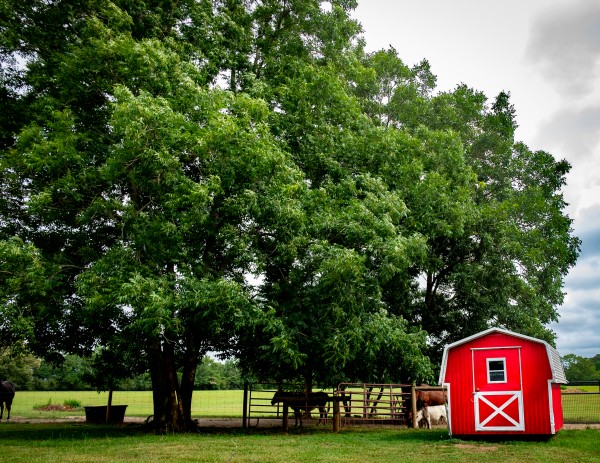 Farm 8 Print