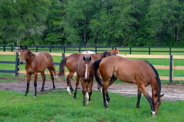 Horses 2 Print