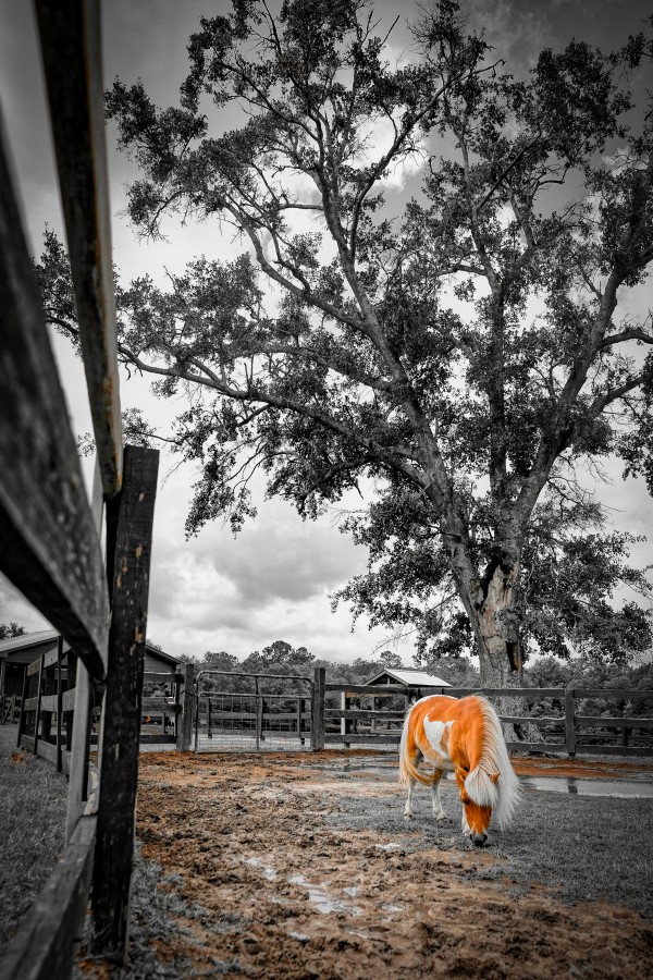 Mini Horse Print