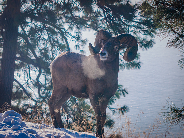 Retired Ram by BCPHOTO