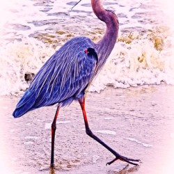 The Beach Walker