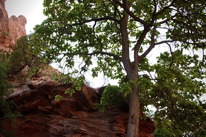 In Shade