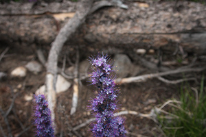 Purple Sight