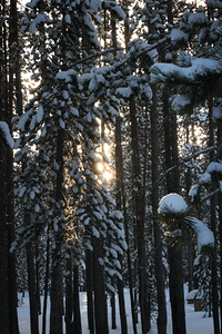 Snow Falls