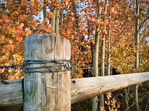 Over The Fence