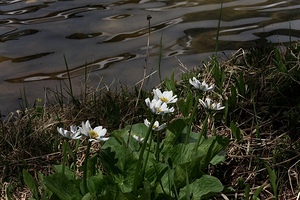 Marsh Marigold