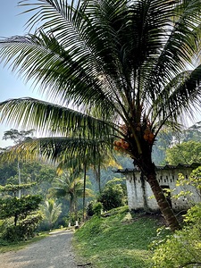 Palm Branches