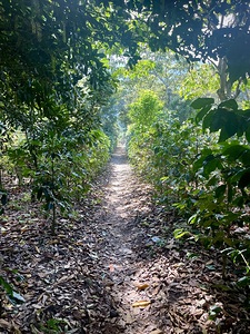 Through Coffee Plantations