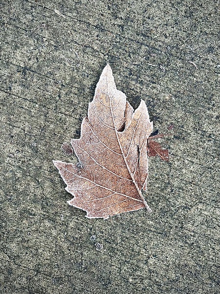 Frosty Morning by Cora Noelle
