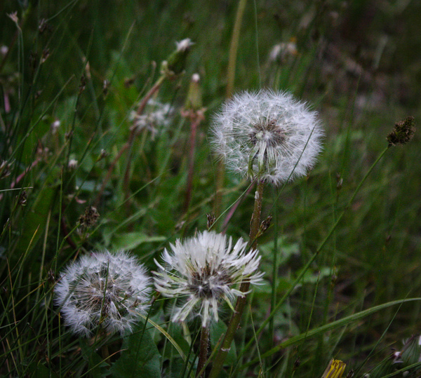 Dandelion by Cora Noelle