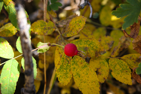 Wild Bud Print
