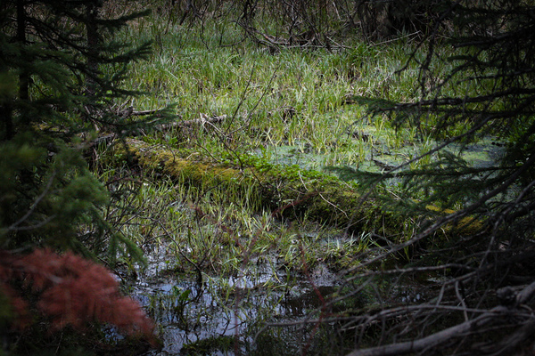 In The Marsh Print