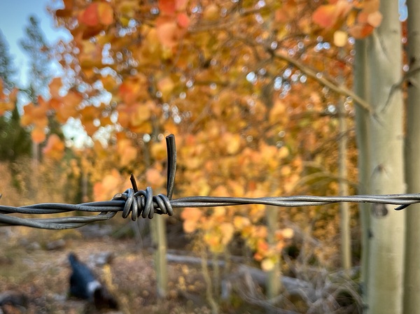 Autumn Wire Print