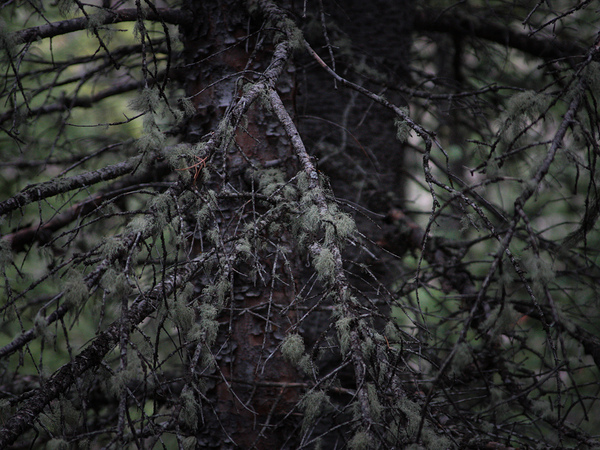In Darkness Print
