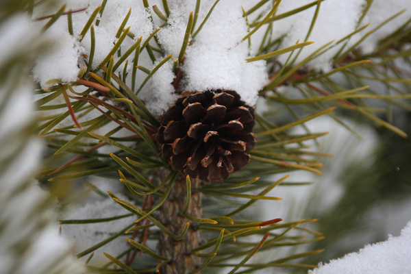 Lone Cone by Cora Noelle