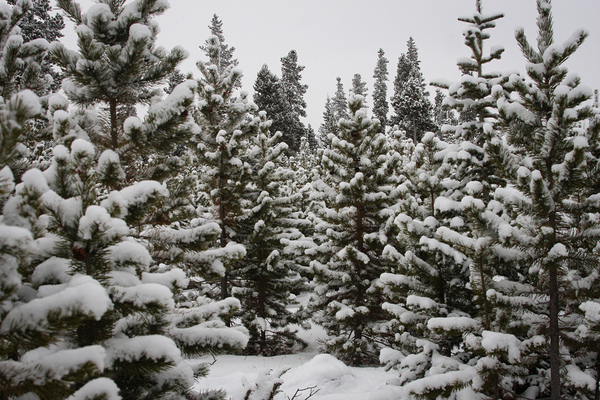 In Deep Snow by Cora Noelle