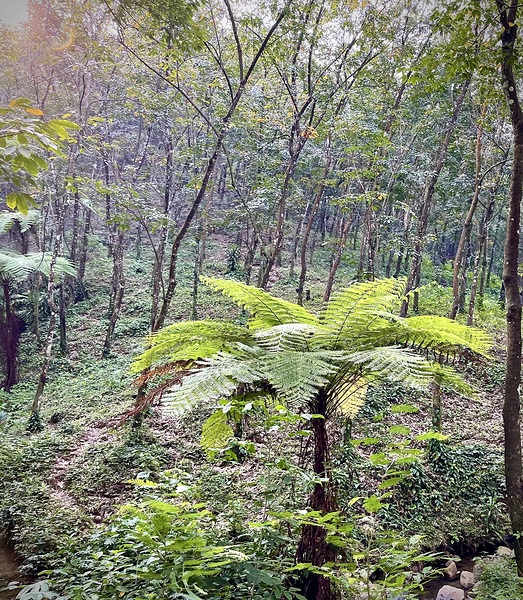 In a Forest of Green by Cora Noelle