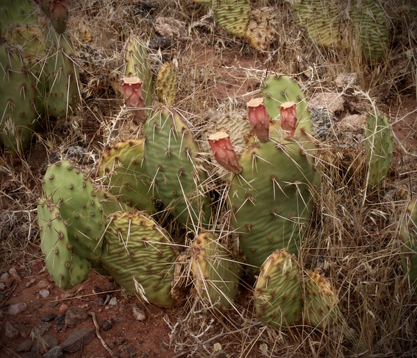 Baby Cactus by Cora Noelle