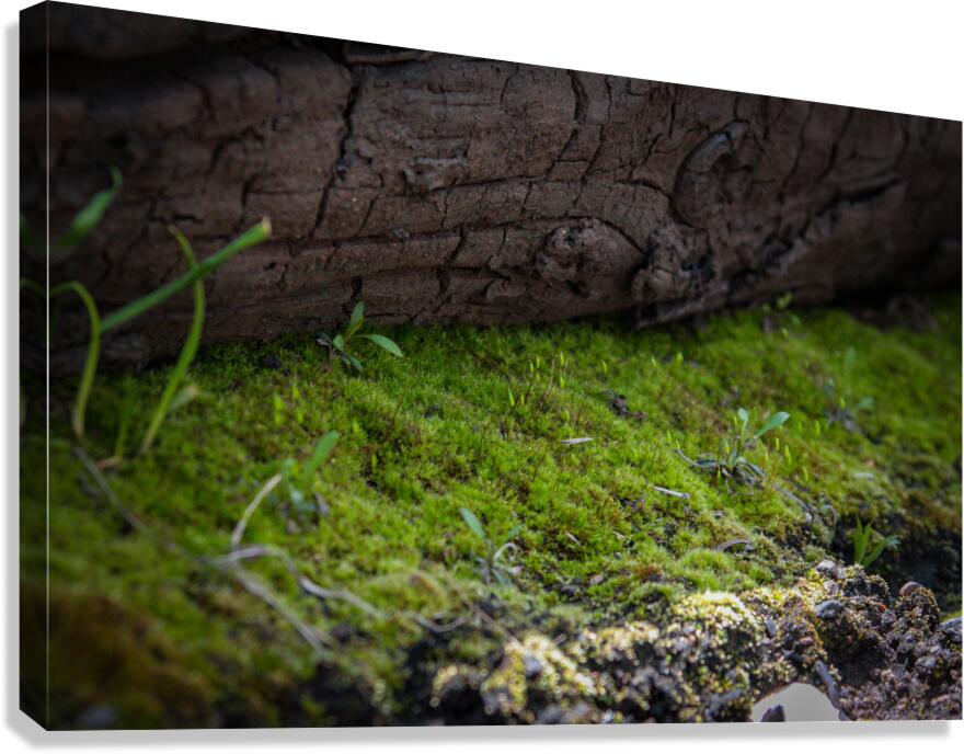 Life From Ashes Canvas Print