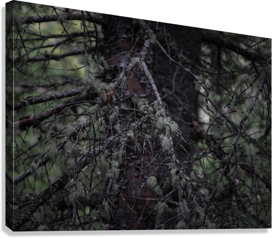 In Darkness Canvas Print