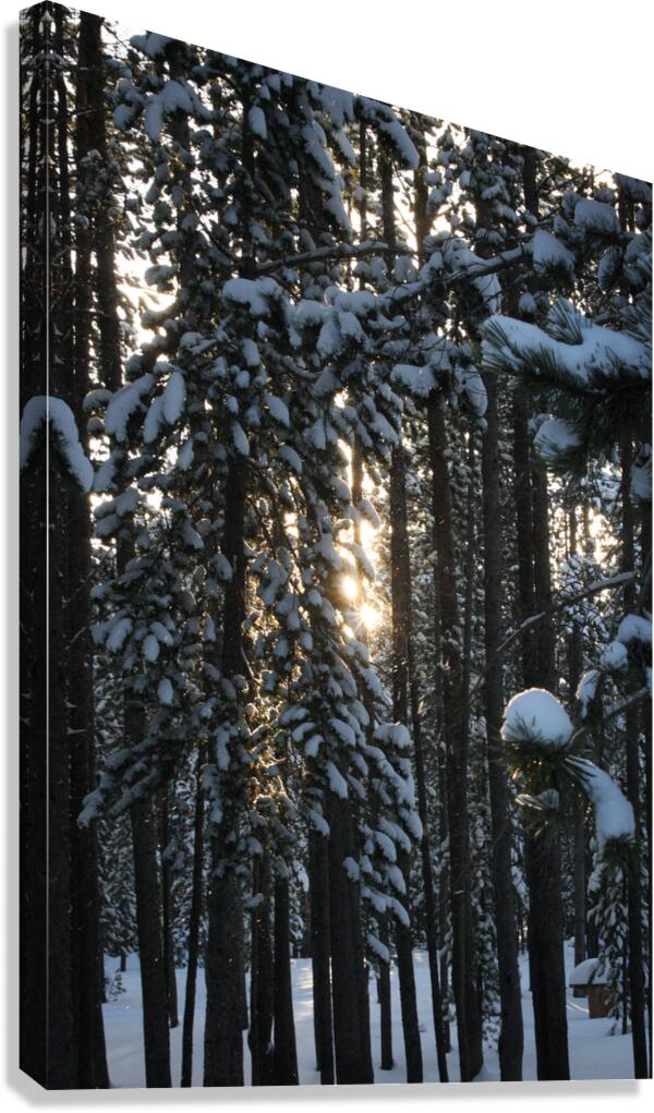 Snow Falls Canvas Print