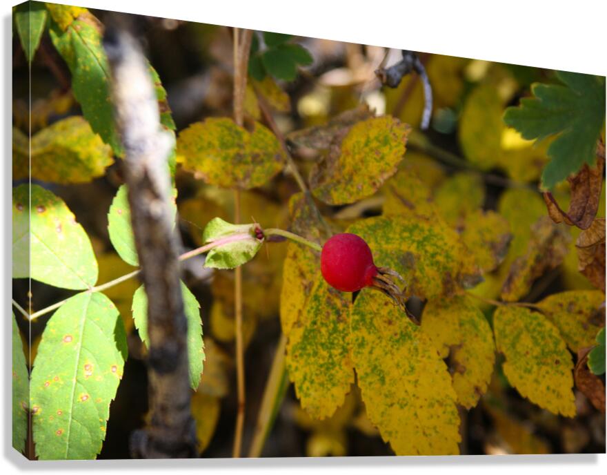 Wild Bud Canvas Print