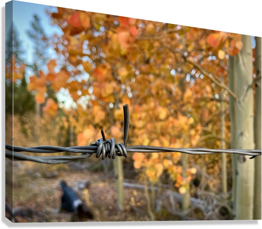 Autumn Wire Canvas Print