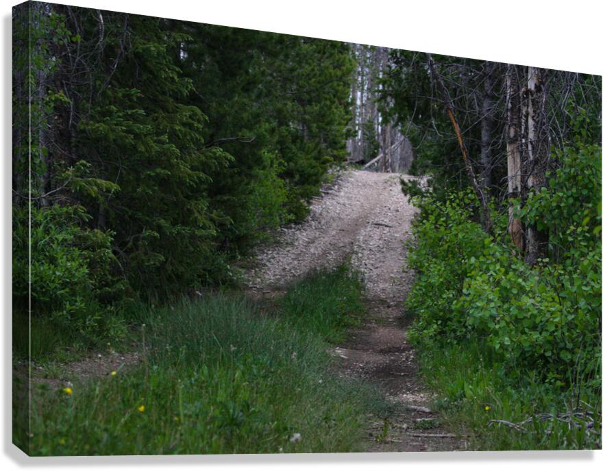 Narrow Path Canvas Print