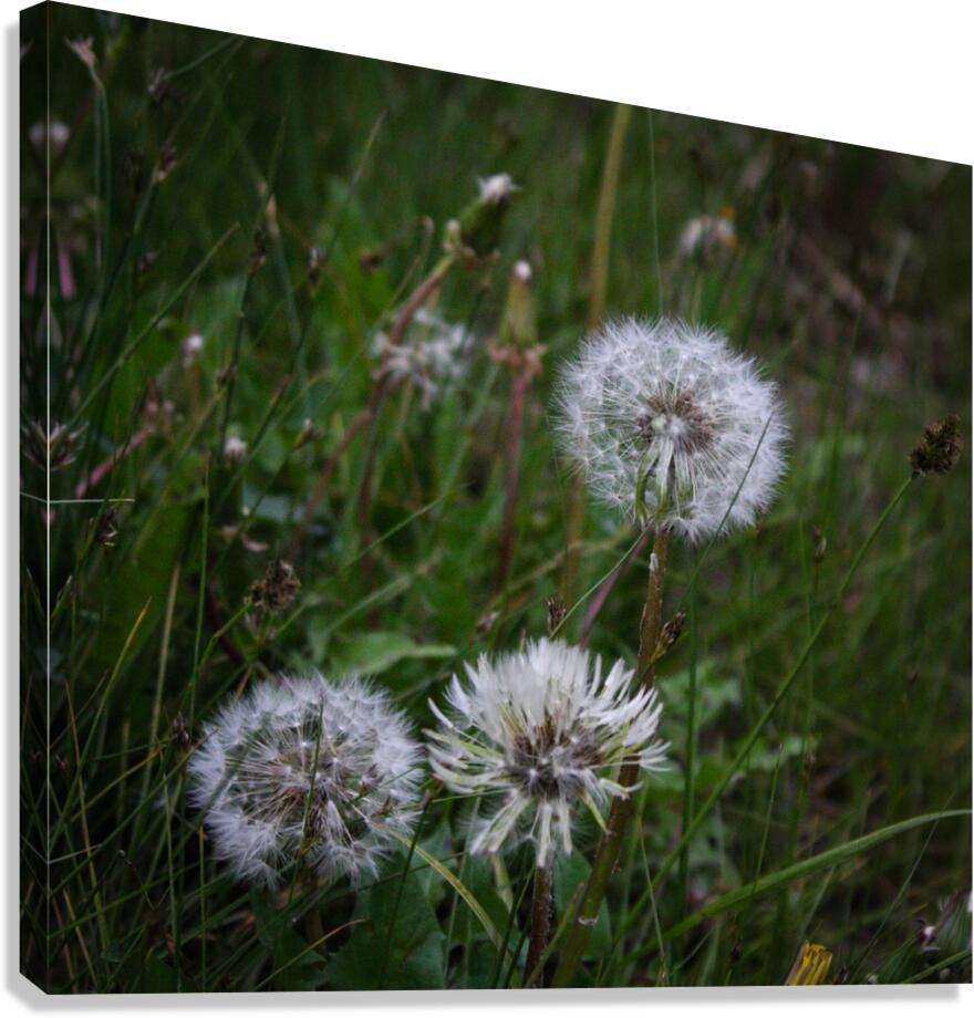Dandelion Canvas Print