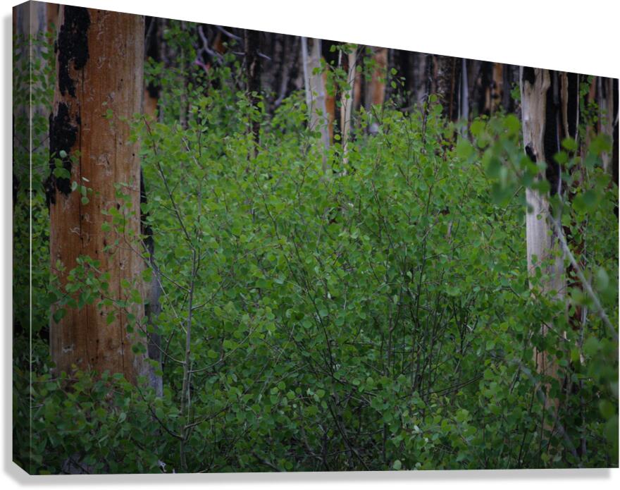 Aspens Low Canvas Print