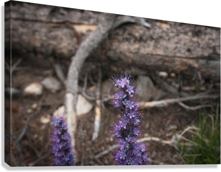 Purple Sight Canvas Print