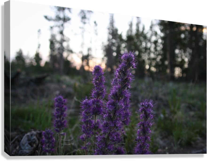 Blue Alpine Sunset Canvas Print