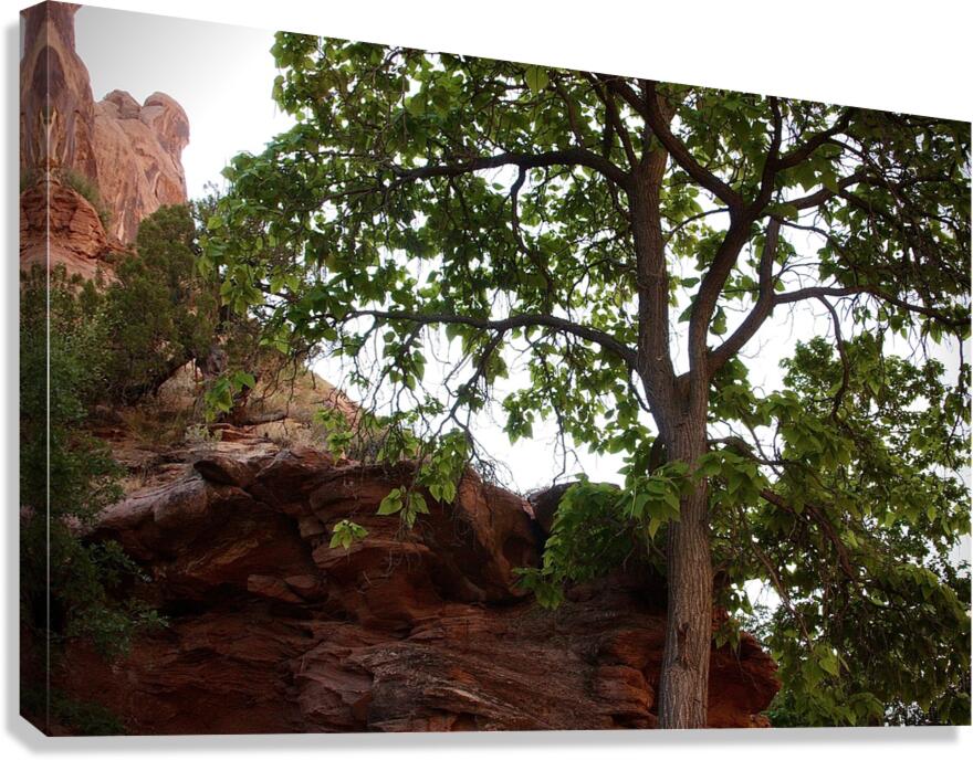 In Shade Canvas Print