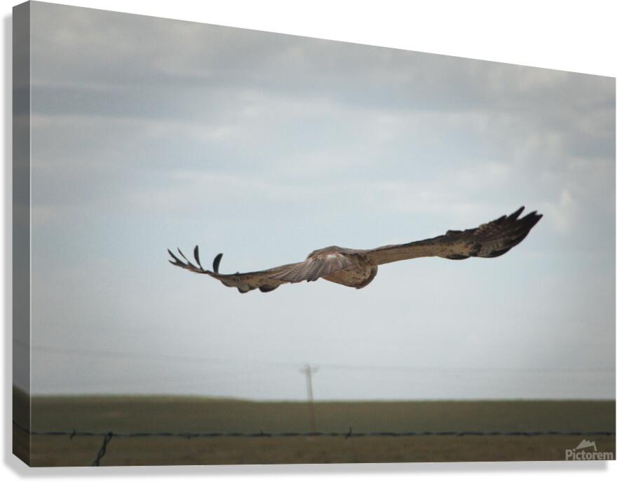 Take Flight Canvas Print