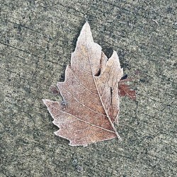 Frosty Morning